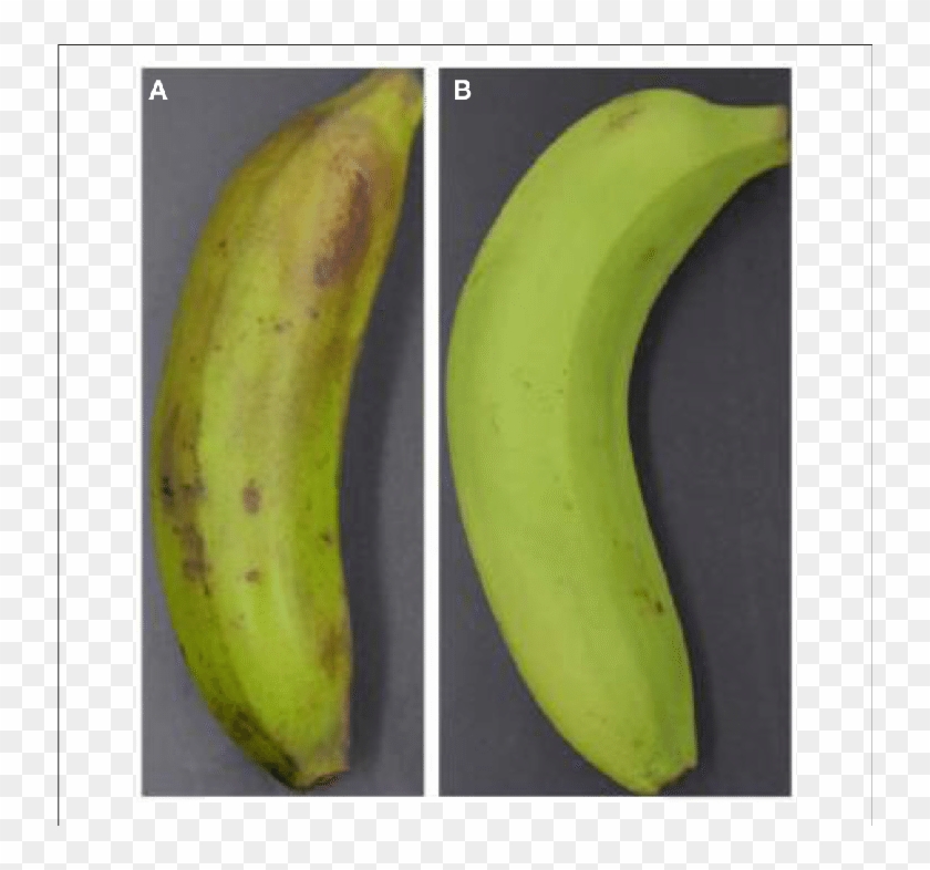 Visual Appearance Of Banana Fruit Treated With Ethylene - Saba Banana Clipart