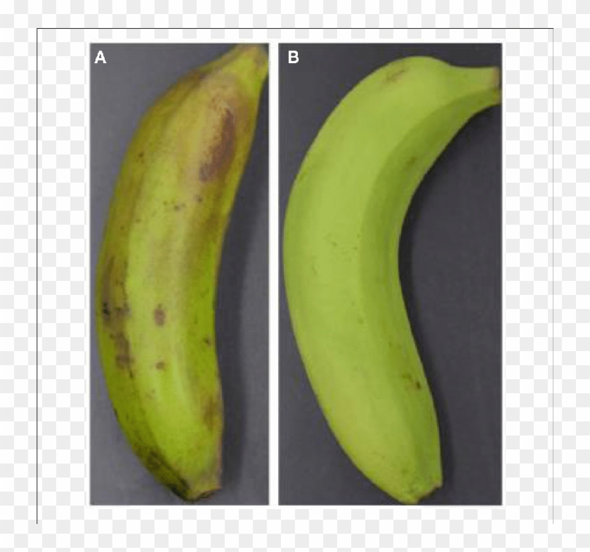Visual Appearance Of Banana Fruit Treated With Ethylene - Saba Banana Clipart #654916