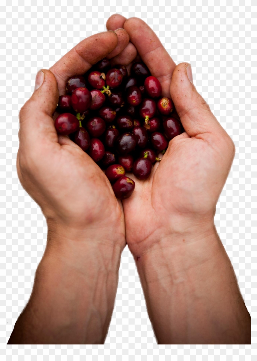 Viagra Natural Herbolario - Superfood Clipart