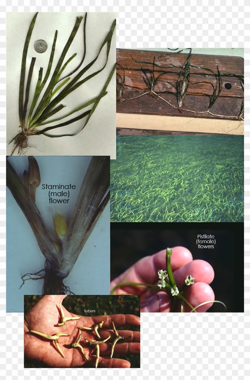 Click Here For More Images - Wild Celery Identification Clipart