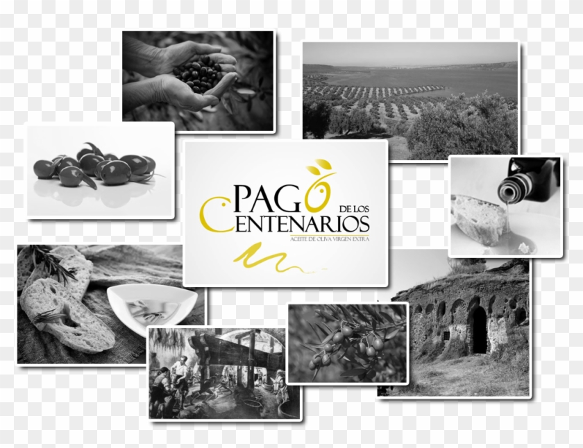 Aceite De Oliva Calidad Pago De Los Centenarios - Collage Clipart