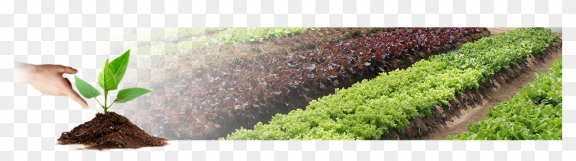 Productos Formulados Para Una Alta Efectividad - Hedge Clipart #658097