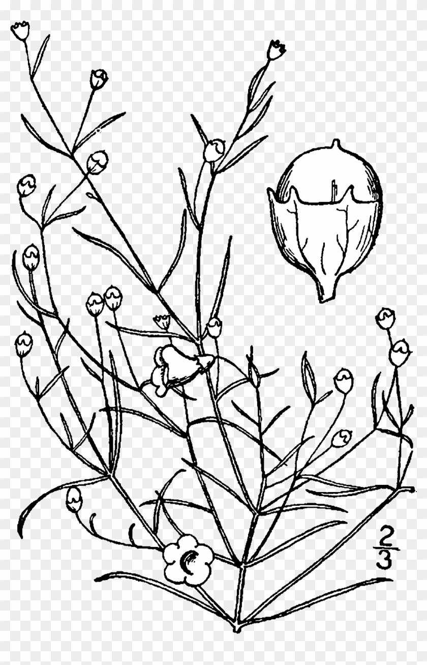 Agalinis Gattingeri Drawing - Line Art Clipart