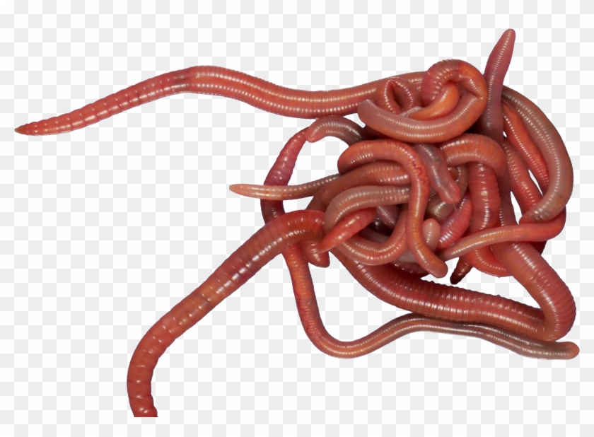 Earthworm Worm Png - Worm Png Clipart #659421