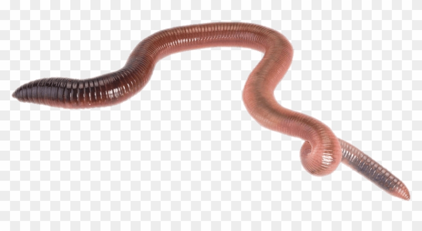 Earthworm Worm Png - Gusanos Png Clipart