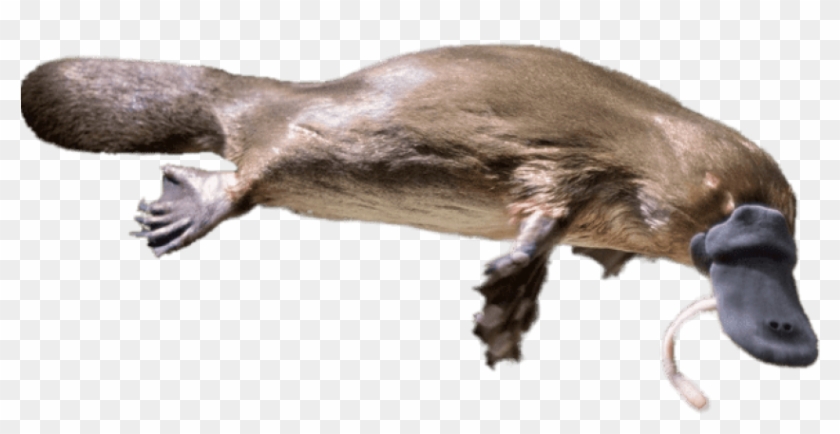 Featured image of post Duck Billed Platypus Clipart Download in under 30 seconds