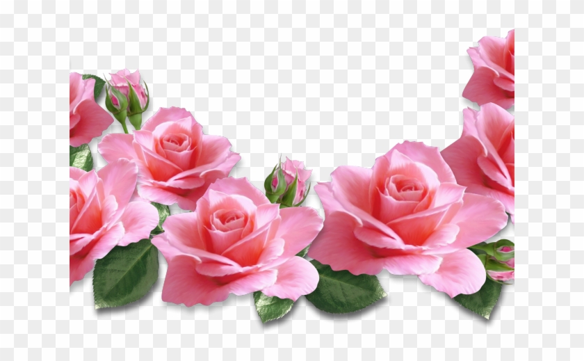 Rose Clipart Transparent Background - Bunga Mawar Pink Png