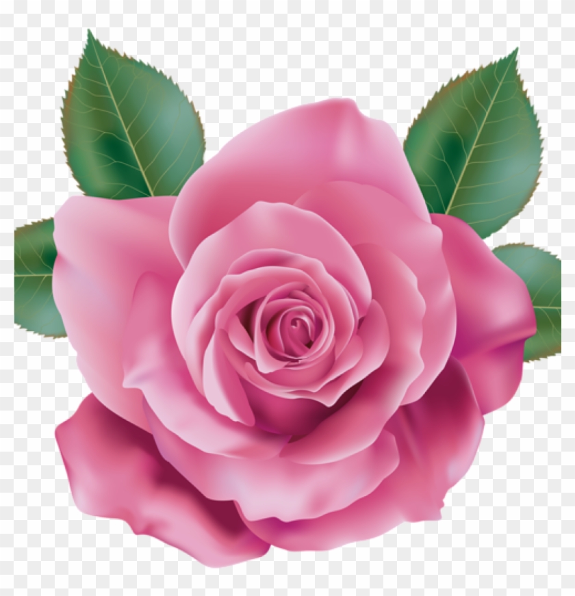 Pink Rose Clipart Rose Clipart Pink Rose Transparent - Rose Png #659847