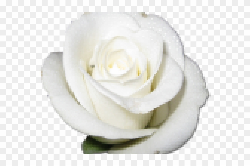 White Rose Clipart Png Format - Rose White Transparent Png