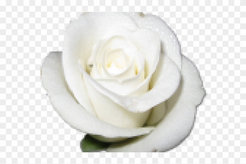 White Rose Clipart Png Format - Rose White Transparent Png@pikpng.com
