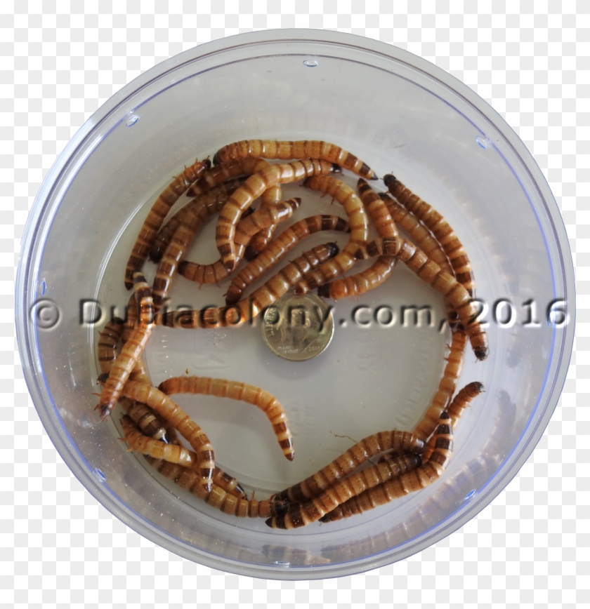 Superworms - Crayfish Clipart #660173