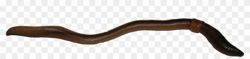 Earthworm Worm Png - Slender Blind Snake Clipart