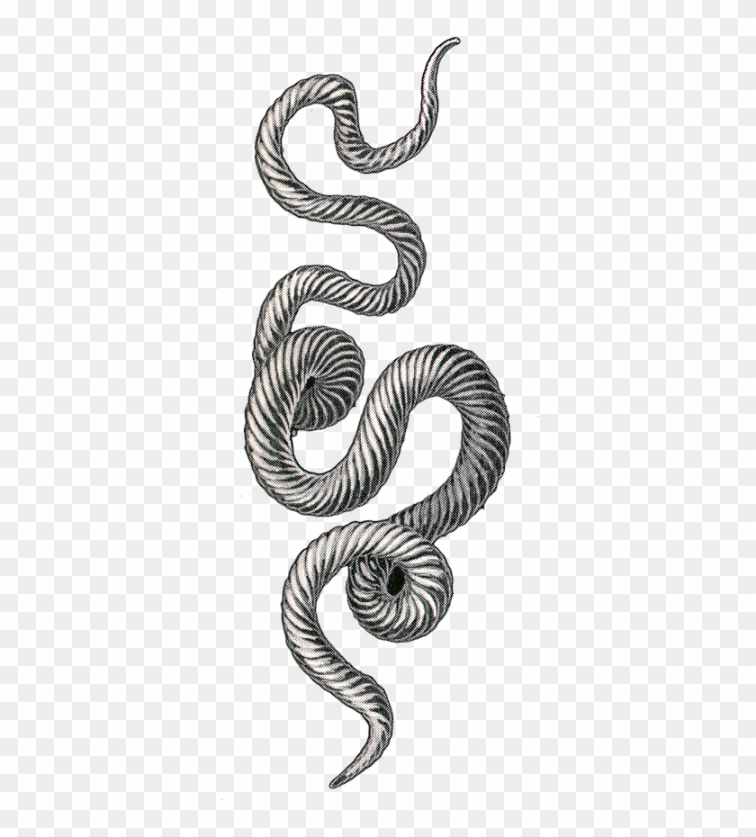 Snake Clipart #660535