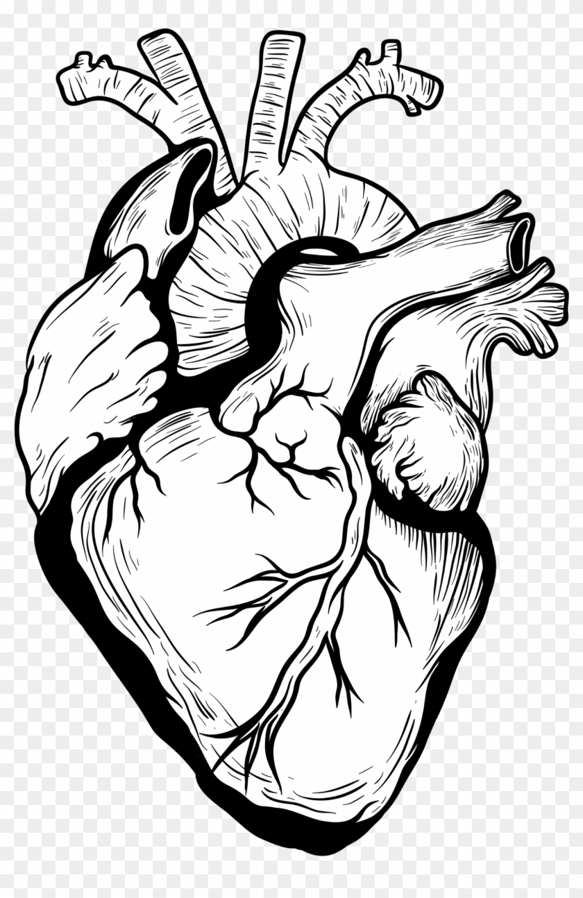 Heart Drawing Organ Designer Heart Transprent Free Clipart #661454