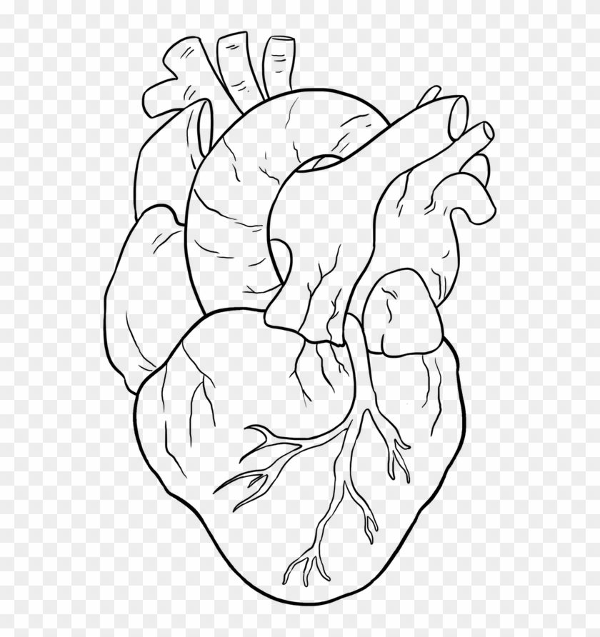 Easy Drawing Guides - Human Heart Drawing Easy Clipart #662297