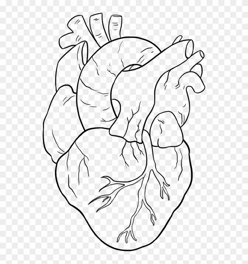 Easy Drawing Guides - Human Heart Drawing Easy Clipart