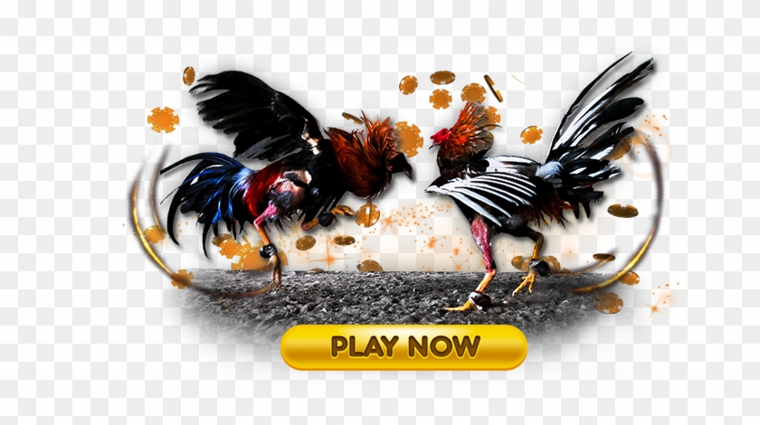 Cockfight - Cock Fight Clipart Png Transparent Png #664274
