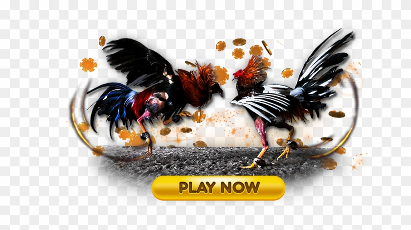 Cockfight - Cock Fight Clipart Png Transparent Png