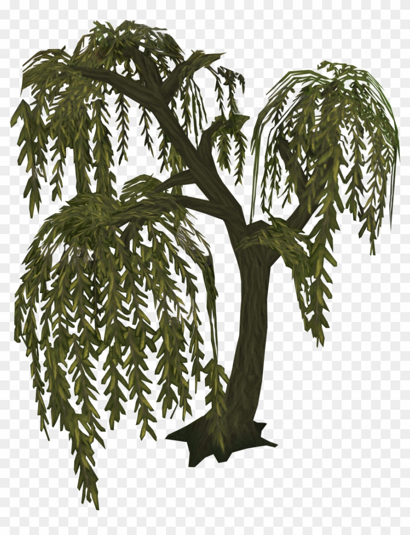 What A Willow Tree Looked Like - Cb Edits Png Tree Clipart #664719