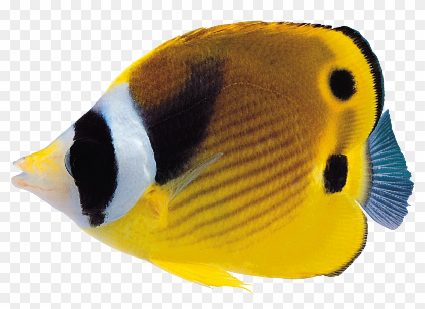 Reef Fish Transparent Background Clipart #664798