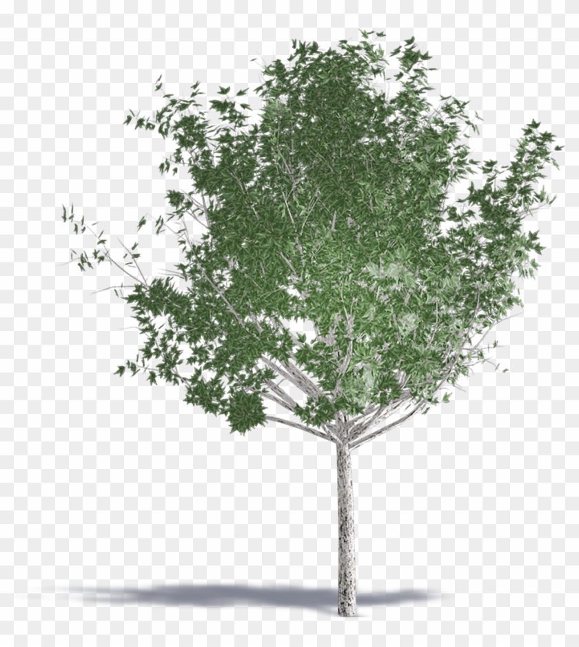 Trident Maple - Birch Clipart