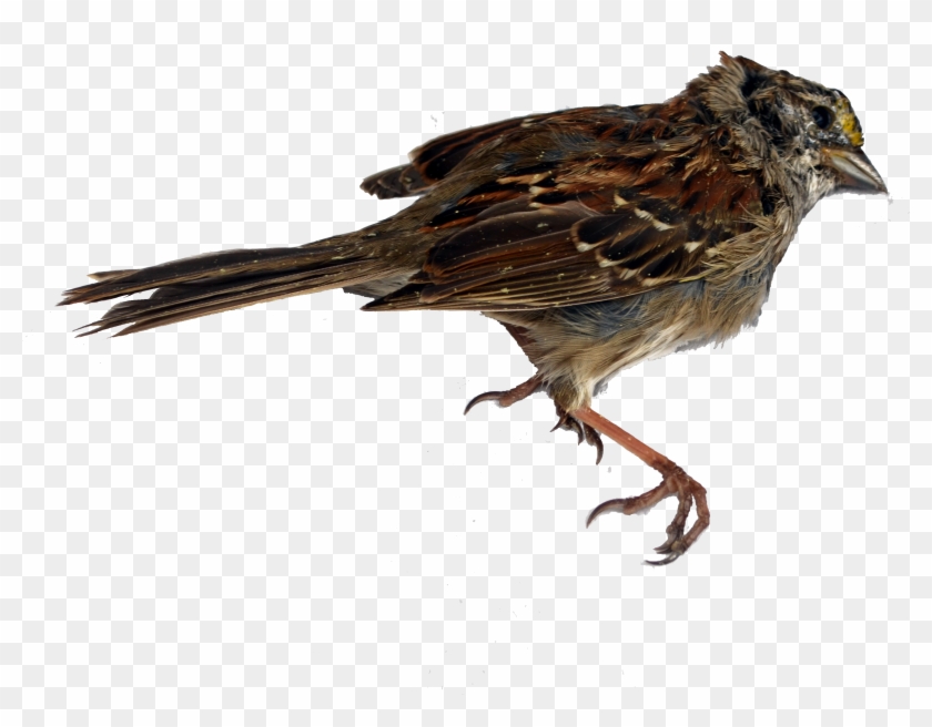 4928 X 3264 3 House Sparrow Clipart (665806) PikPng