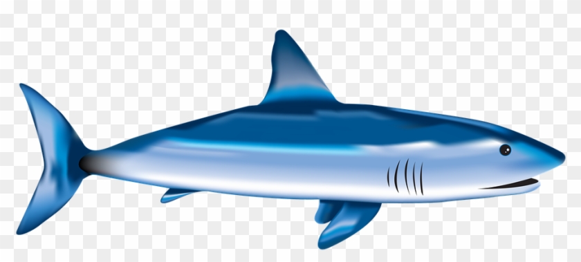 Fish, Shark, Sea, Underwater, Nature, Aquatic, Wild - Requiem Shark Clipart