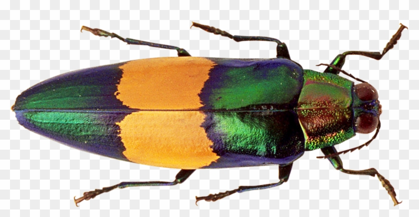 Free Png Bug Png Images Transparent - Jewel Beetles Clipart #666591