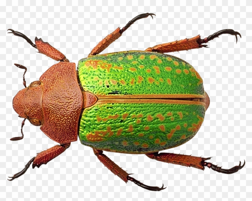 Bug - Bug Png Clipart #666644
