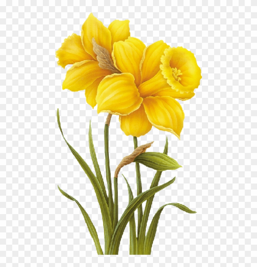 Free Png Download Yellow Flower Drawing Png Images - Yellow Flower Drawing Png Clipart #666814