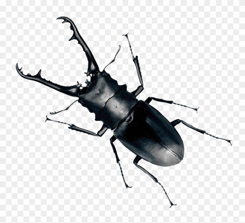 Free Png Download Beetle Bug Png Images Background - Beetle Png Clipart