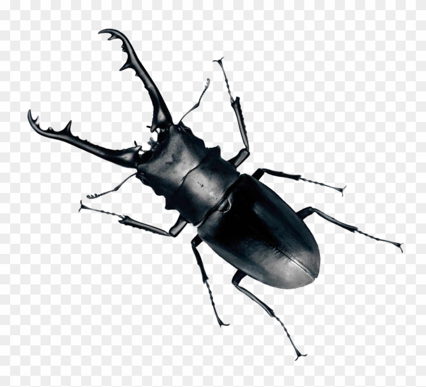 Free Png Download Beetle Bug Png Images Background - Beetle Png Clipart #666818