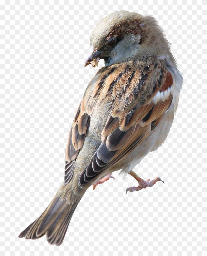 Finch Clipart Sparrow - صور عصفور Png Transparent Png #666902
