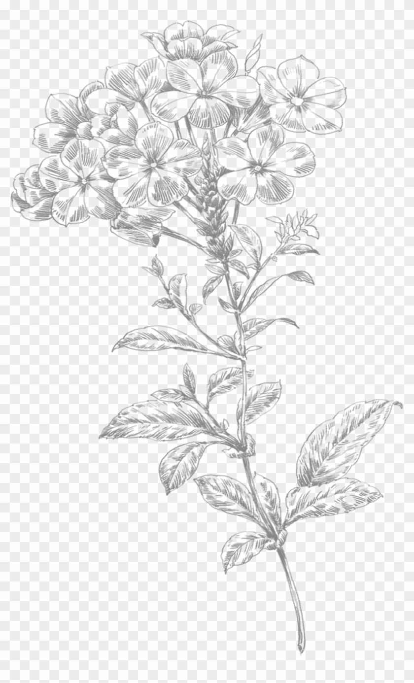 Line Art Flowers - Transparent Flower Drawing Png Clipart