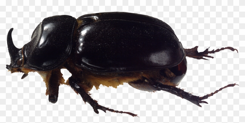 Bug Png Image - Bugs Png Clipart #667010