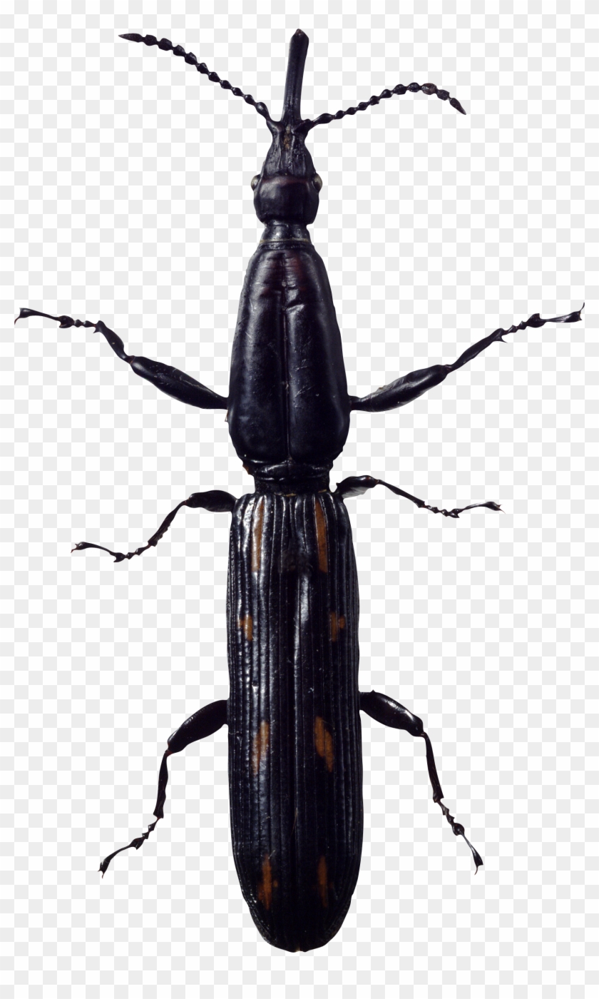 Bug Png Image - Longhorn Beetle Clipart #667038