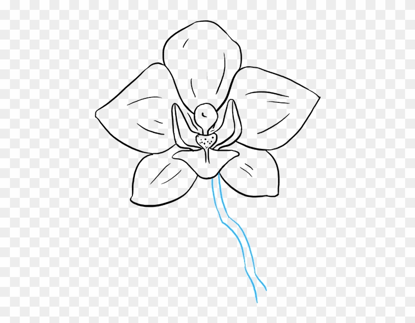 How To Draw A - Orchid Drawing Clipart #667155