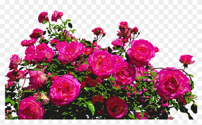 Roses, Nature, Drawing, Flower, Rose Blooms, Blossom - Flores Y Rosas Png Clipart