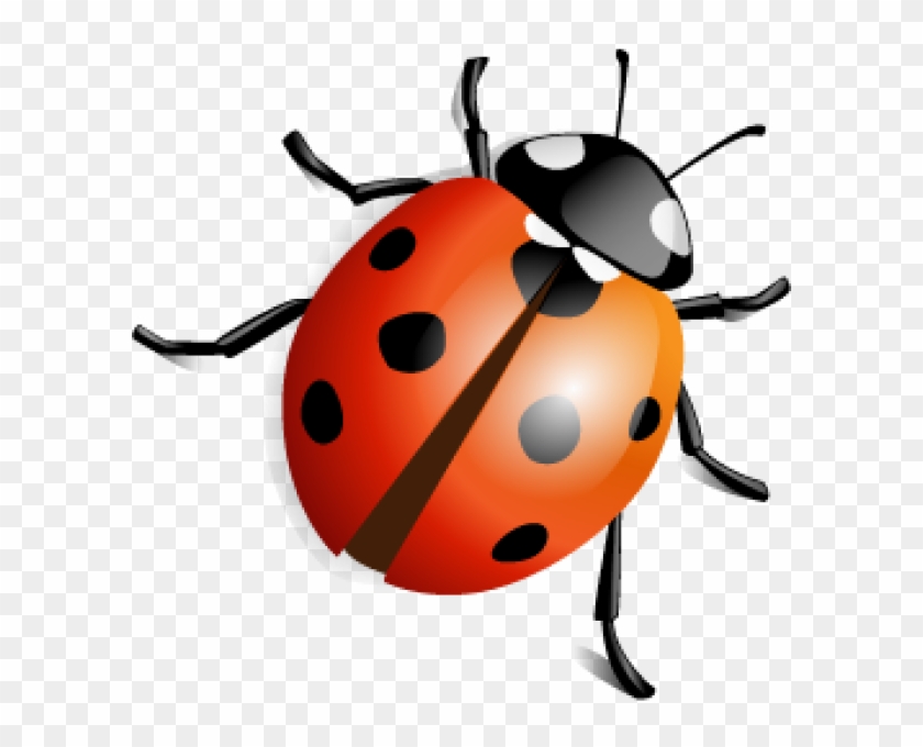 Lady Bug Png Free Download - Insects Png Clipart #667394