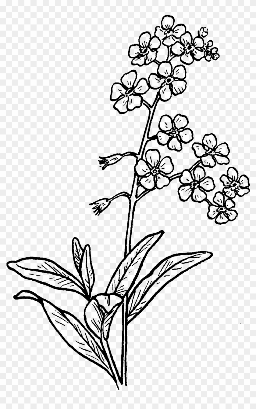 Forget Me Not Drawing - Forget Me Not Flower Drawing Clipart