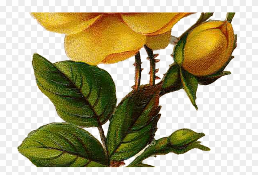 28 Collection Of Yellow Flower Drawing Png High Quality, Clipart #667647