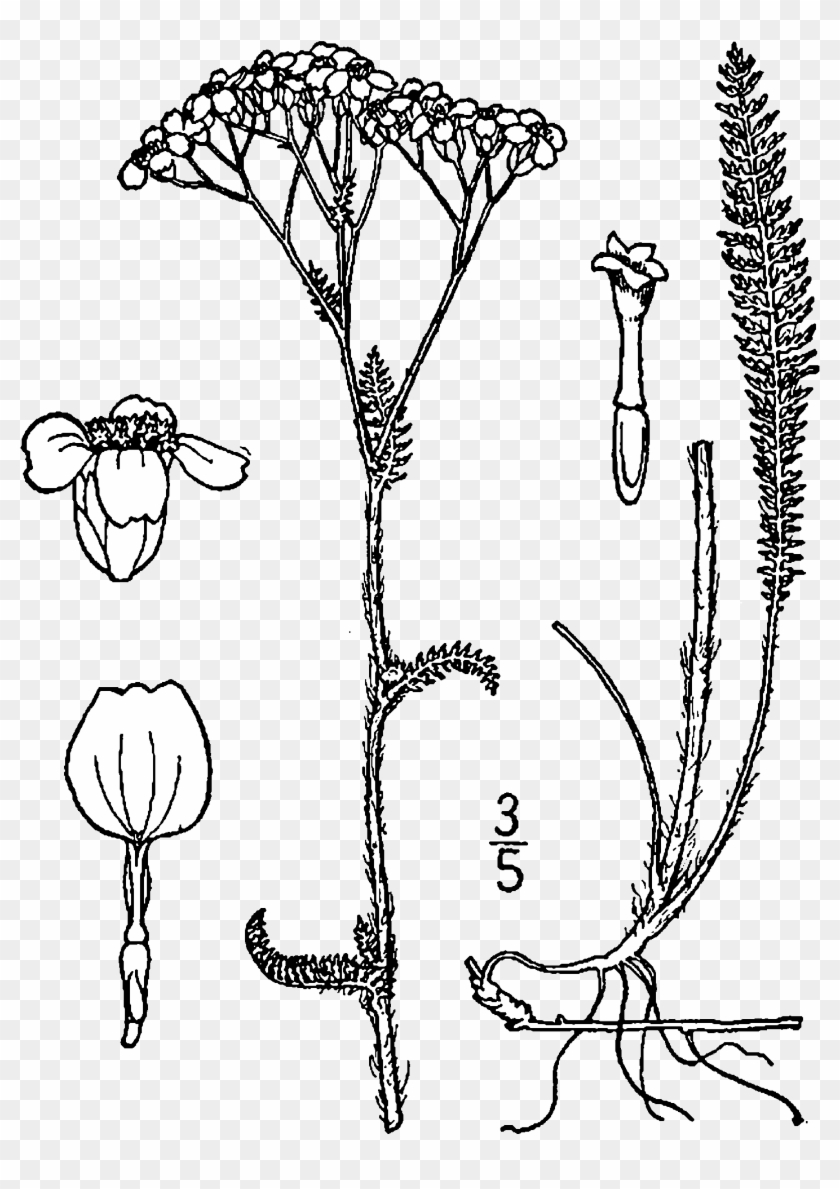 Achillea Millefolium Occidentalis Drawing - Draw A Yarrow Flower Clipart #667734