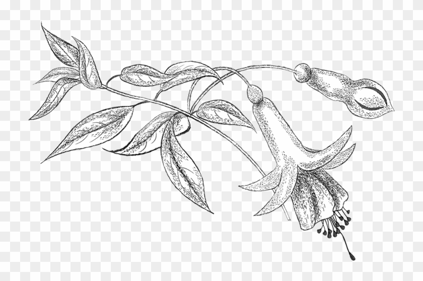 Pencil Png, Colouring, Coloring Books, Flower Patterns, - Line Art Clipart