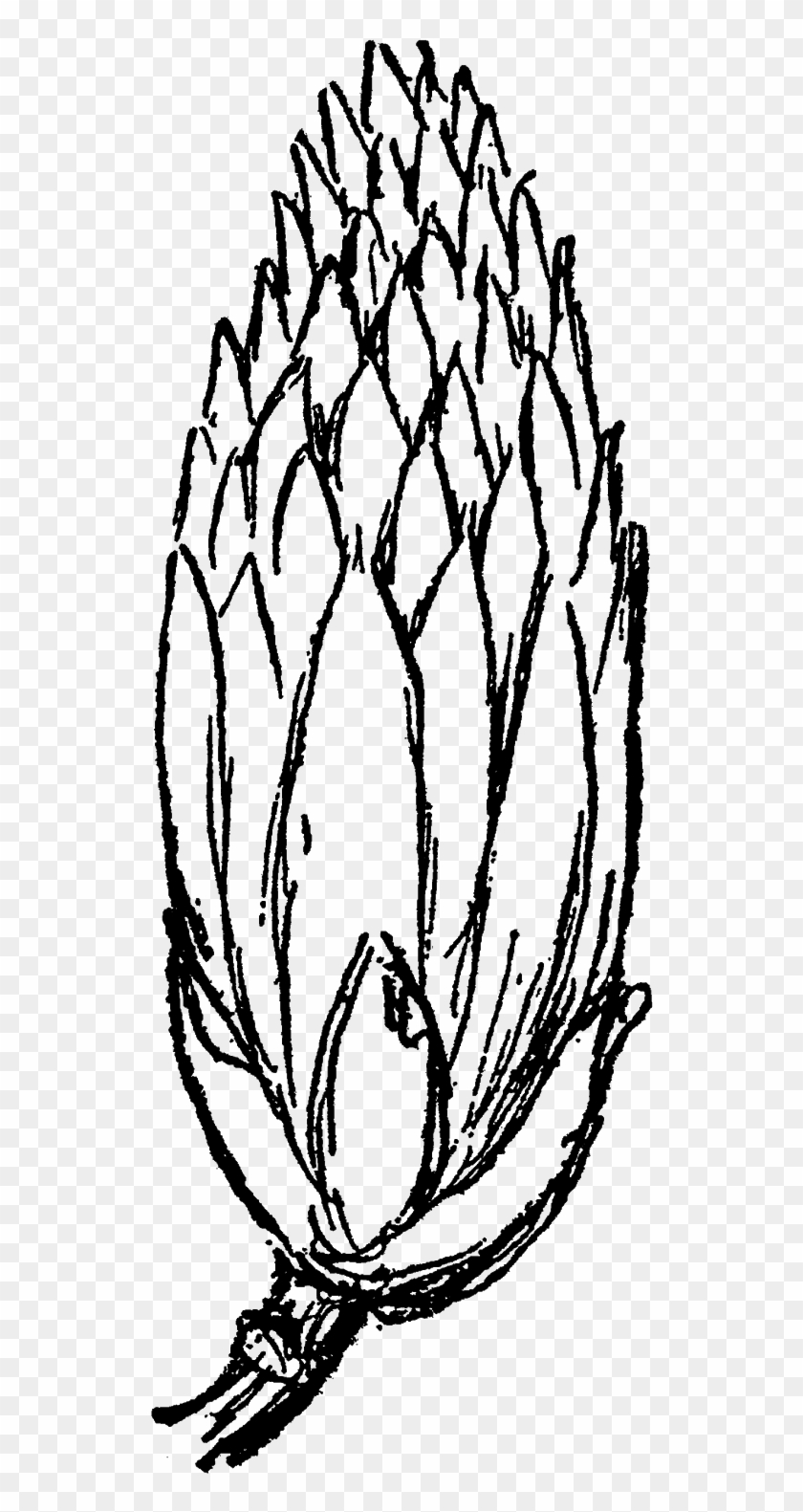 Tulip Tree Flower Illustration Download Png - Sketch Clipart #667801