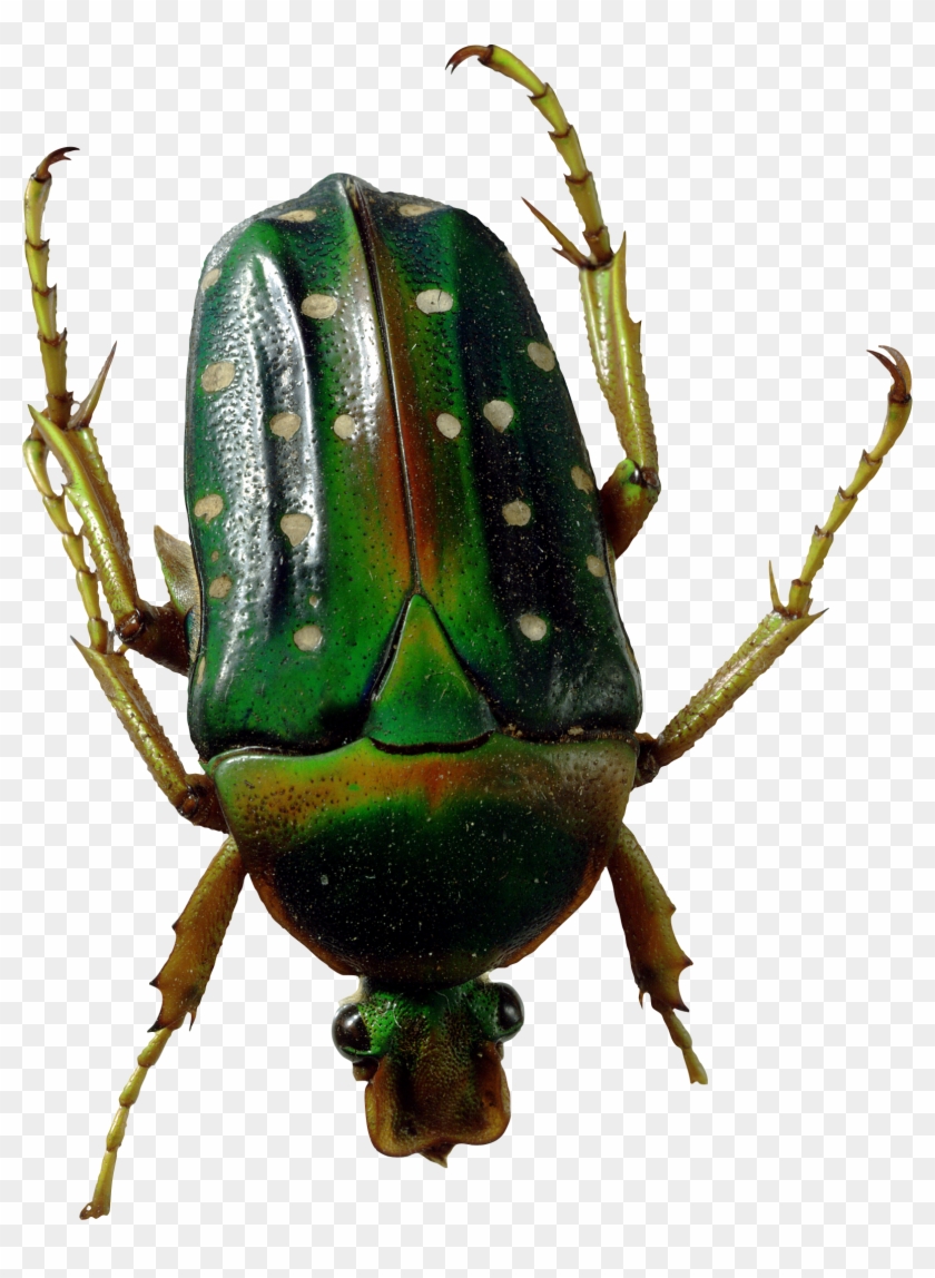 Bugs Png Images Free - Green Bug Transparent Clipart #667822