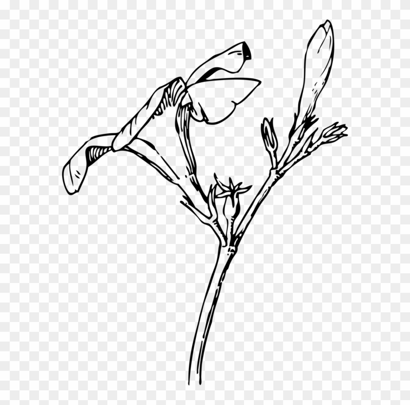 Oleander Bud Flower Drawing Plants - Drawn Plants Transparent Png Clipart