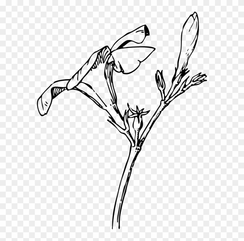Oleander Bud Flower Drawing Plants - Drawn Plants Transparent Png Clipart #667932