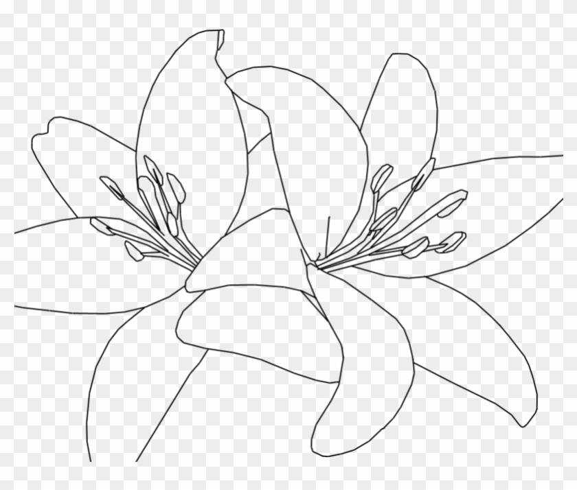Jpg Black And White Download White Lilies Drawing At - Tiger Lily Line Drawing Clipart