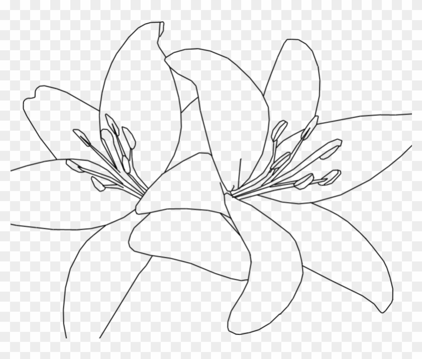 Jpg Black And White Download White Lilies Drawing At - Tiger Lily Line Drawing Clipart #667966