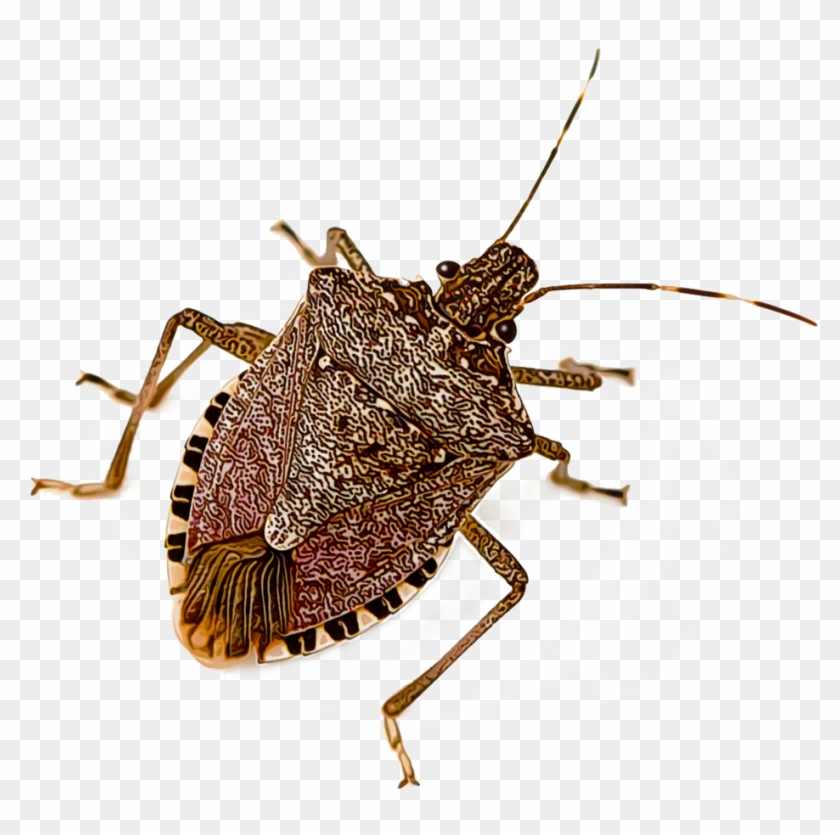Brown Marmorated Stink Bug , Png Download Clipart #668021